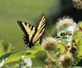 Beautiful tiger swallowtail butterfly, on a prickly bush