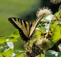 Beautiful tiger swallowtail butterfly, on a prickly bush