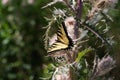 A Beautiful Tiger Swallowtail On A Wild Thistle.