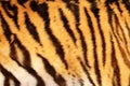Beautiful tiger textured fur