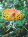 Beautiful Tigerlily  in northern callifornia Royalty Free Stock Photo