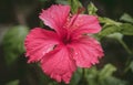 Beautiful Tight Shot of Hibiscus Flower