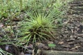 Beautiful tillandsia airplant on forest floor Royalty Free Stock Photo