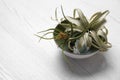 Beautiful tillandsia plants in bowl on white wooden table, space for text. House decor Royalty Free Stock Photo