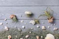 Beautiful tillandsia plants and seashells on light grey wooden table, flat lay. House decor Royalty Free Stock Photo