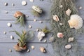 Beautiful tillandsia plants and seashells on light grey wooden table, flat lay. House decor Royalty Free Stock Photo