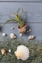 Beautiful tillandsia plants and seashells on light grey wooden table, flat lay. House decor Royalty Free Stock Photo
