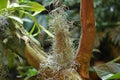 Beautiful Tillandsia Usneoides or Spanish Moss