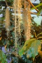 Beautiful Tillandsia Usneoides or Spanish Moss