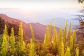 Beautiful time. Bright and colorful scenic landscape. Golden sunrise shines around the mountains and tropical forest, fresh fern Royalty Free Stock Photo