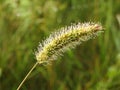 Timothy grass in field with morning dew, Lithuania