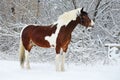 Beautiful tinker horse in winter snow park Royalty Free Stock Photo