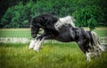 Beautiful tinker stallion , Gypsy Cob,