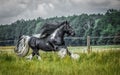 Beautiful tinker stallion , Gypsy Cob,