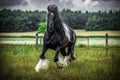 Beautiful tinker stallion , Gypsy Cob,