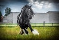 Beautiful tinker stallion , Gypsy Cob,