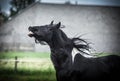 Beautiful tinker stallion , Gypsy Cob,