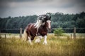 Beautiful tinker stallion , Gypsy Cob,