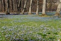 Beautiful tiny blue Early Snow Glories blooming in the early Spring Royalty Free Stock Photo
