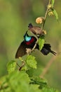 Beautiful tiny and colorful bird in the nature habitat