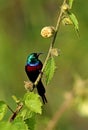 Beautiful tiny and colorful bird in the nature habitat