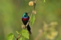 Beautiful tiny and colorful bird in the nature habitat