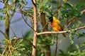 Beautiful tiny and colorful bird in the nature habitat