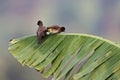 Beautiful tiny and colorful bird in the nature habitat