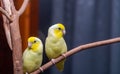 Beautiful tiny cute Forpus parrot bird, Exotic pet