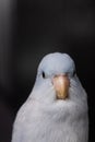 Beautiful tiny cute Forpus parrot bird, Exotic pet Royalty Free Stock Photo