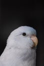 Beautiful tiny cute Forpus parrot bird, Exotic pet Royalty Free Stock Photo