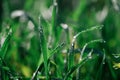 Beautiful tiny dew drops on fresh grass Royalty Free Stock Photo