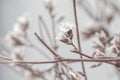 Beautiful tiny dried romantic flowers and branches with blur background in cool tone macro