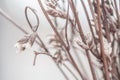 Beautiful tiny dried romantic flowers and branches with blur background macro