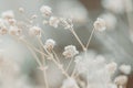 Beautiful tiny dried romantic flowers and branches with blur cool tone background macro