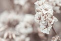 Beautiful tiny dried romantic flowers and buds with blur background macro