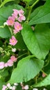 Beautiful tiny flowers antigonon, pink and fresh. Royalty Free Stock Photo