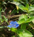 beautiful tiny flowers growing in the fields Royalty Free Stock Photo