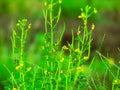 Beautiful tiny flowers and seeds of a wild plant Royalty Free Stock Photo