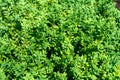 Beautiful tiny green leaves background. Small green leaves texture Royalty Free Stock Photo