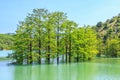 Beautiful tiny grove of swamp cypress trees growing in Sukko lake water. Scenic summer blue sky landscape. Sukko, Anapa, Russia