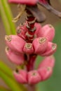 Beautiful tiny growing bananas. close up photo. Royalty Free Stock Photo