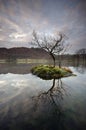 Beautiful tiny island on Ullswater with tree and reflection Royalty Free Stock Photo