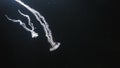 Beautiful tiny jellyfish swimming in the aquarium Royalty Free Stock Photo