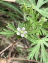 Beautiful Tiny Lavender Pink Cut-leaved Cranesbill Wildflower - Geranium dissectum Royalty Free Stock Photo