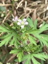 Beautiful Tiny Lavender Pink Cut-leaved Cranesbill Wildflower - Geranium dissectum Royalty Free Stock Photo