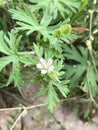 Beautiful Tiny Lavender Pink Cut-leaved Cranesbill Wildflower - Geranium dissectum Royalty Free Stock Photo