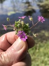 Beautiful Tiny Lavender Purple Wildflower Bouquet of Love Royalty Free Stock Photo