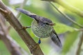 Rifleman - Tiny Bush Bird of New Zealand