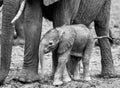 Beautiful Tiny Newborn elephant calf standing close to Mum for protection in South Luangwa, Zambia Royalty Free Stock Photo